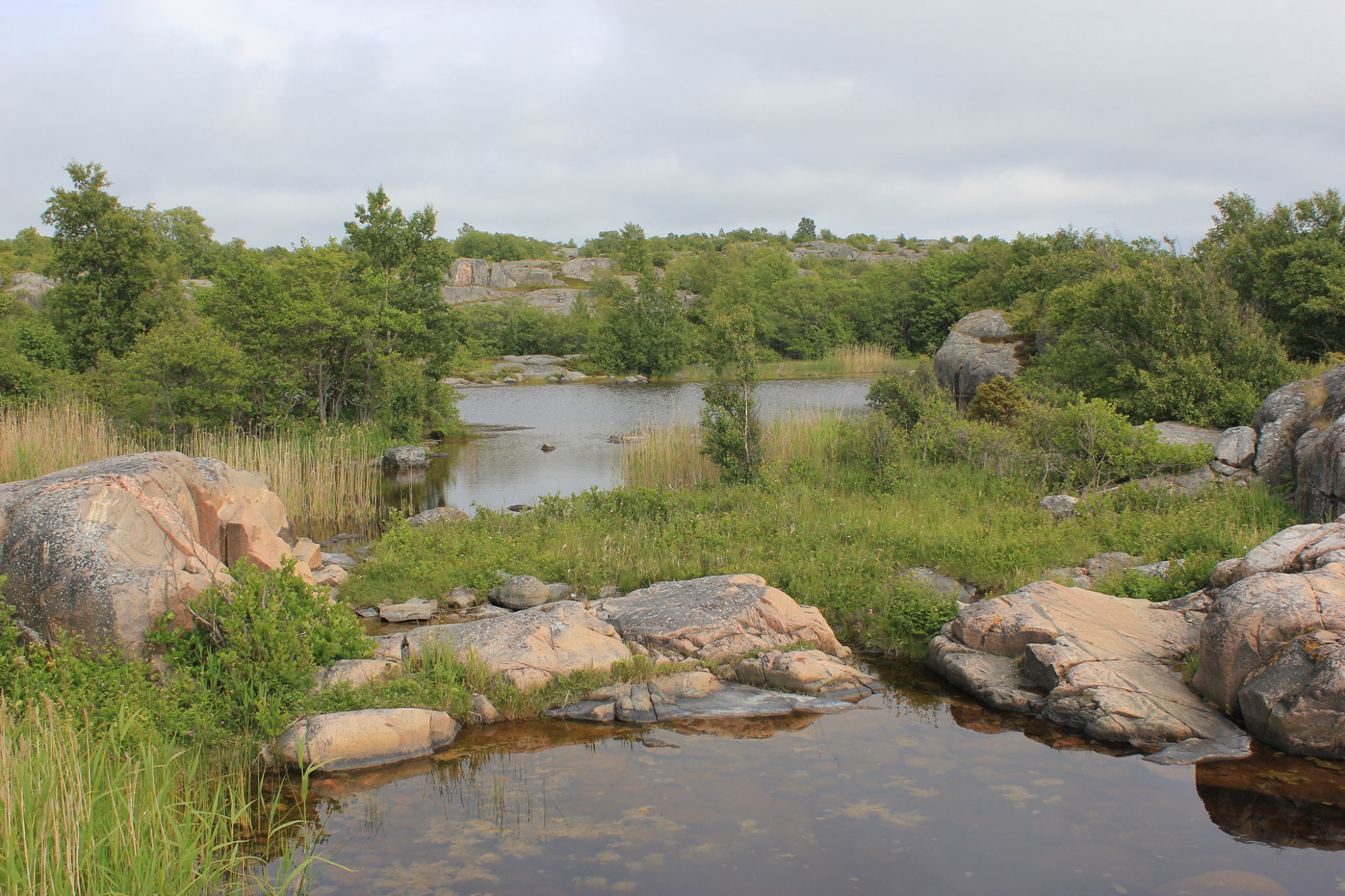 Kokar